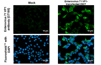 Anti-Enterovirus 71 VP1 antibody [GT185] used in Immunocytochemistry/ Immunofluorescence (ICC/IF). GTX633390